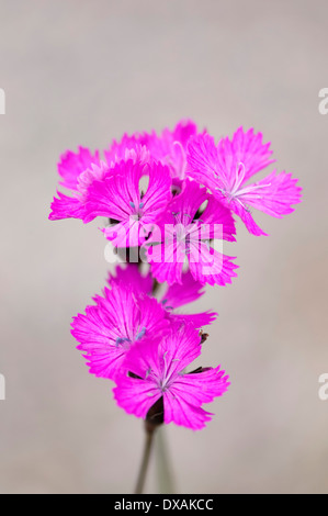 Carthusian pink, Dianthus carthusianorum close up of flowers against pale grey background. Stock Photo