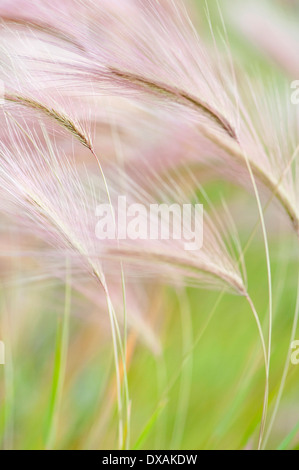 Foxtail Barley, Squirrel tail grass, Hordeum jubatum feathery flower heads. Stock Photo