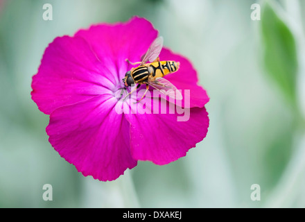 Rose campion, Lychnis coronaria, Hoverfly collecting nectar from flower. Stock Photo