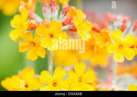 Bulley's Primrose, Primula bulleyana, yellow candleabra primula, which is a wild woodland plant. Stock Photo