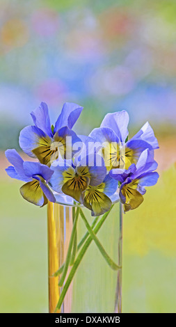 Viola, blue and yellow flowers in a clear vase of water against a dappled soft focus background. Stock Photo