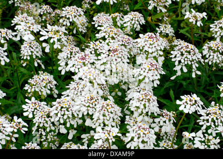Annual Candytuft Stock Photo