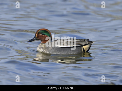 Teal Anas crecca - male Stock Photo