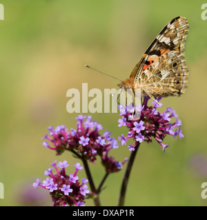 Brazilian Verbena, Verbena bonariensis, with a Painted Lady butterfly. Stock Photo