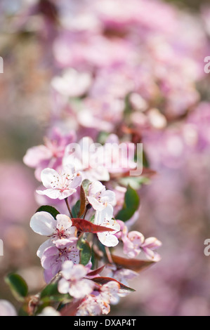 Crab apple, Malus 'Cardinal', branch covered in pink blossoms. Stock Photo