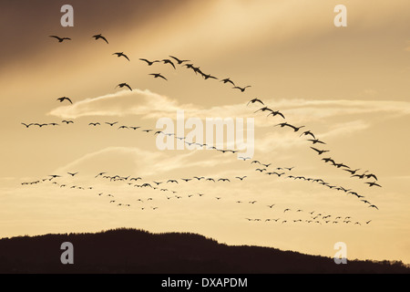 Greenland White-fronted Goose - Anser albifrons flavirostris. Stock Photo