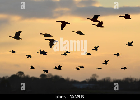 Greenland White-fronted Goose - Anser albifrons flavirostris. Stock Photo
