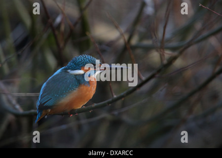 Kingfisher (Alcedo atthis) Stock Photo