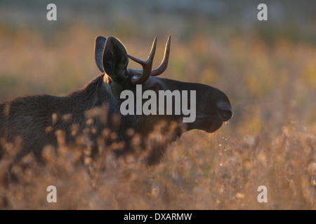 Eurasian Elk bull (Alces alces) in evening light. Europe, Estonia Stock Photo