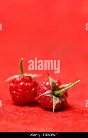Raspberry Stock Photo