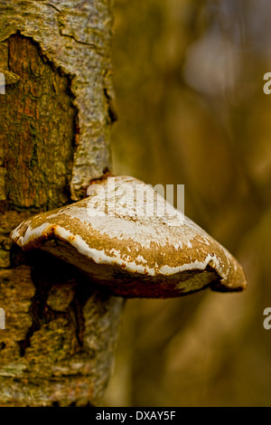 bracket fungi on tree Stock Photo