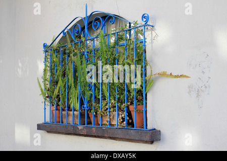 Ferns behind blue railings in a window in the Colonia Condesa, Mexico City, Mexico Stock Photo