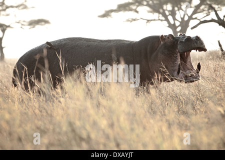 hippopotamus out of water Serengeti National Park Tanzania Stock Photo