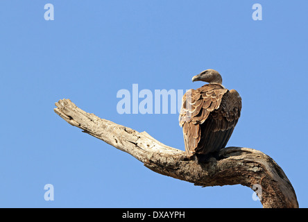 African White-backed Vulture (Gyps Africanus) on a Branch, Serengeti, Tanzania Stock Photo