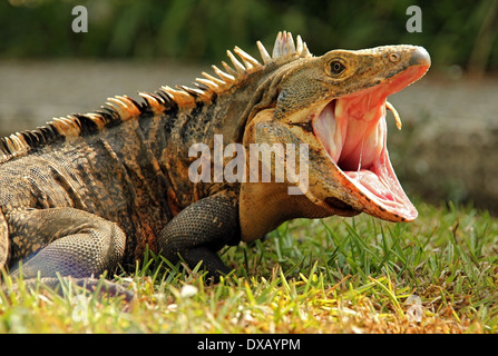 Black Ctenosaur (aka Black Spiny-tailed Iguana, Black Iguana, Common Spiny-tailed Iguana - Ctenosaura Similis), Costa Rica Stock Photo