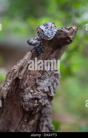 Mossy leaf-tailed gecko Stock Photo