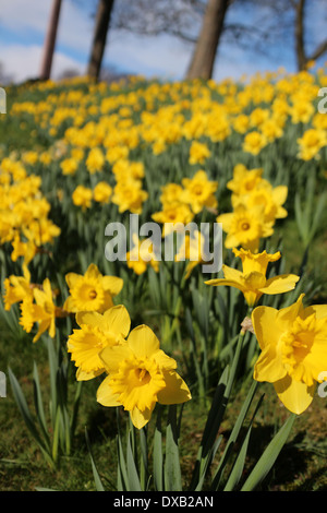 Daffodils in flower - Narcissus - Jonquil - spring-flowering bulbous perennials - Amaryllis family - subfamily Amaryllidoideae Stock Photo
