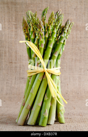 A bunch of fresh green asparagus spears tied with raffia stand on a rustic hessian background, UK Stock Photo