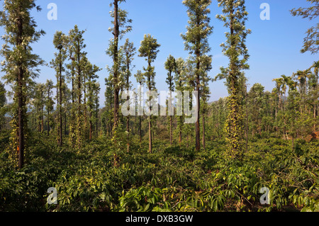 Coffee plantation with pepper plants growing on silk oak trees in the fertile landscape of Wayanad in Kerala, South India Stock Photo