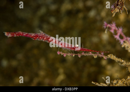 An ocellated tozeuma shrimp - tozeuma lanceolatum Stock Photo