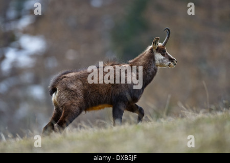 Alpine Chamois Mammal Stock Illustrations – 35 Alpine Chamois Mammal Stock  Illustrations, Vectors & Clipart - Dreamstime