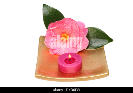 Camellia flower and burning tea light candle on a gold dish isolated against white Stock Photo
