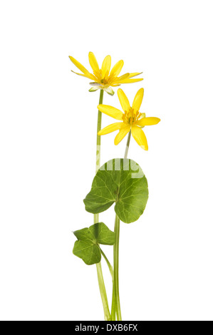 Lesser celandine (Ranunculus ficaria), flowers and foliage isolated against white Stock Photo