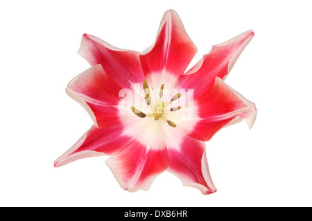 View inside a tulip flower isolated against white Stock Photo