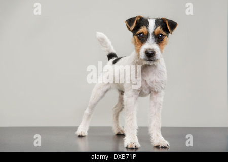 Studio portrait of Jack Russell Terrier puppy standing, staring at camera. Stock Photo