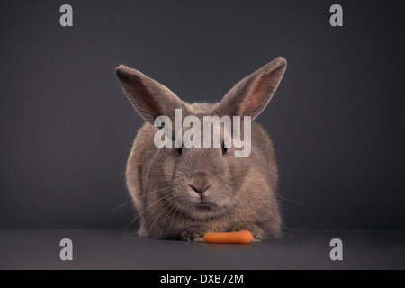 Rabbit facing camera with carrot. Stock Photo
