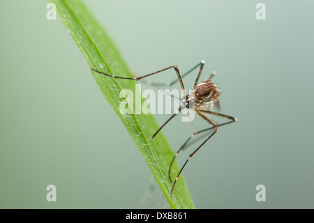 Aedes aegypti female resting into vegetation. One of the most common mosquito species worldwide, invasive to Europe in the past and carrier of Dengue, Yellow Fever and other diseases. Stock Photo