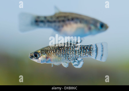 Couple of Aphanius iberus, indigenous mediterranean mosquito-eating fish endangered by introduction of US species Gambusia Stock Photo