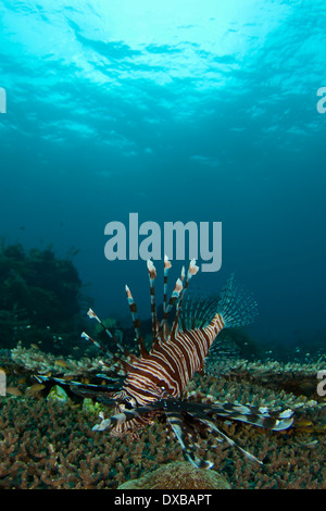 My Reef Dive site, Penemu Island, Raja Ampat, Indonesia Stock Photo