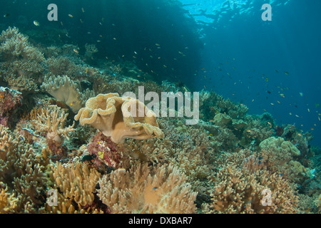 Coral reef, Penemu Reef dive site, Fam Island, Raja Ampat, Indonesia Stock Photo