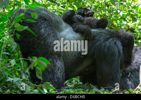 Mountain Gorilla (Gorilla gorilla beringei) silverback with baby resting on back, Parc National des Volcans, Rwanda Stock Photo