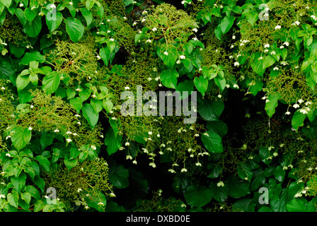 Hydrangea anomala petiolaris Stock Photo
