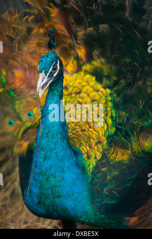 Peacock with a straw in its beak Stock Photo