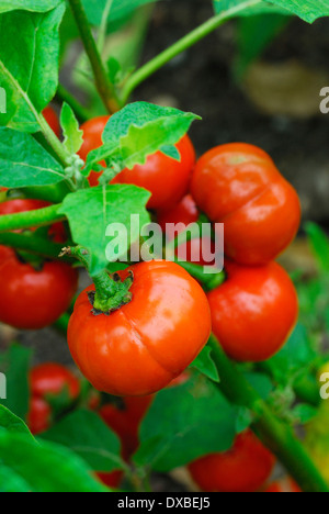 African Scarlet Eggplant 'Mock Tomato' Solanum aethiopicum - 20 Seeds