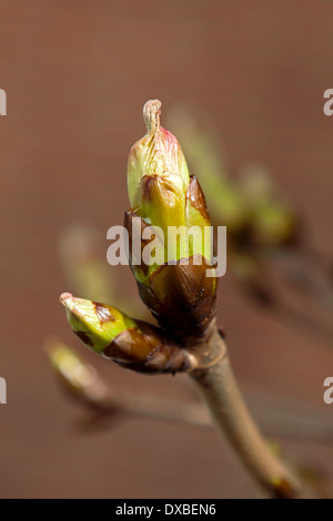 Close-up of a budbreaking chestnut tree (Aesculus hippocastanum) in spring on unfocused background. Stock Photo