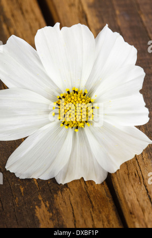 A white Cosmos flower 'Psyche White' - Cosmea bipinnatus Stock Photo