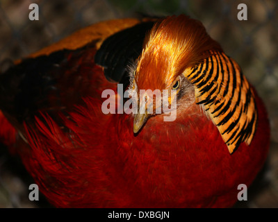 Detailed close-up of the head of the Golden Pheasant  or Chinese Pheasant (Chrysolophus pictus) Stock Photo