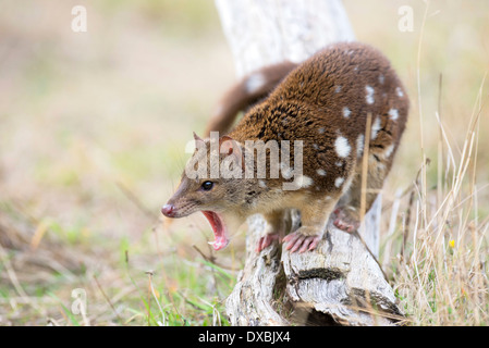 Spot-tailed quoll (Dasyurus hallucatus). The species is also known as tiger quoll, tiger cat or spotted-tailed quoll. This is a captive specimen. Stock Photo