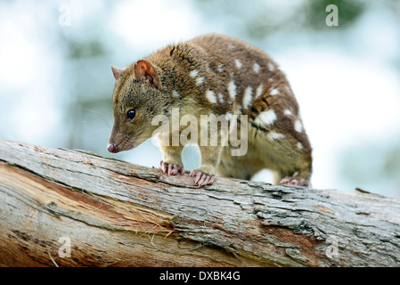 Spot-tailed quoll (Dasyurus hallucatus). The species is also known as tiger quoll, tiger cat or spotted-tailed quoll. Stock Photo