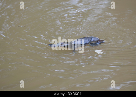 Platypus (Ornithorhynchus anatinus) swimming in the early morning Stock Photo