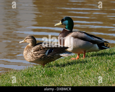 Male and female mallard duck, Anas platyrhynchos Stock Photo