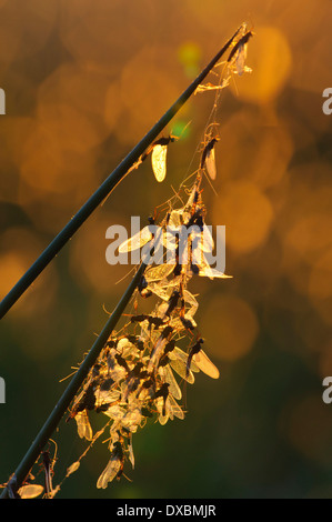 Dayfly Stock Photo