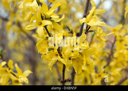 Spring time: Common forsythia (Forsythia x intermedia, Forsythia intermedia) blooming. Stock Photo