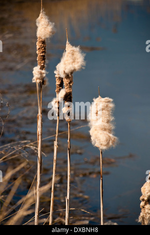 Typha bulrush seed head Stock Photo
