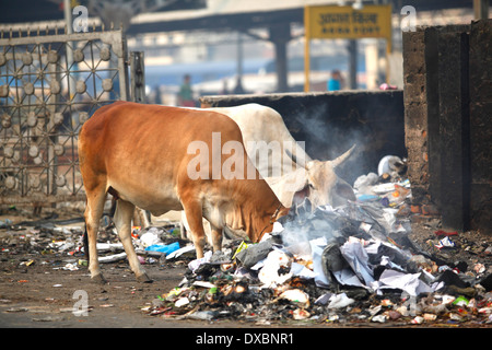 Two cows rummaging through the garbage in search of food. Agra, Uttar Pradesh, India. Stock Photo