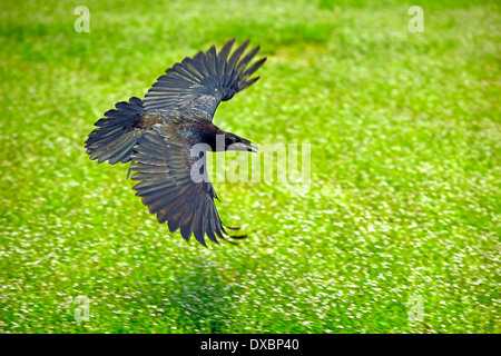 Northern or Common Raven (Corvus corax) in flight Stock Photo